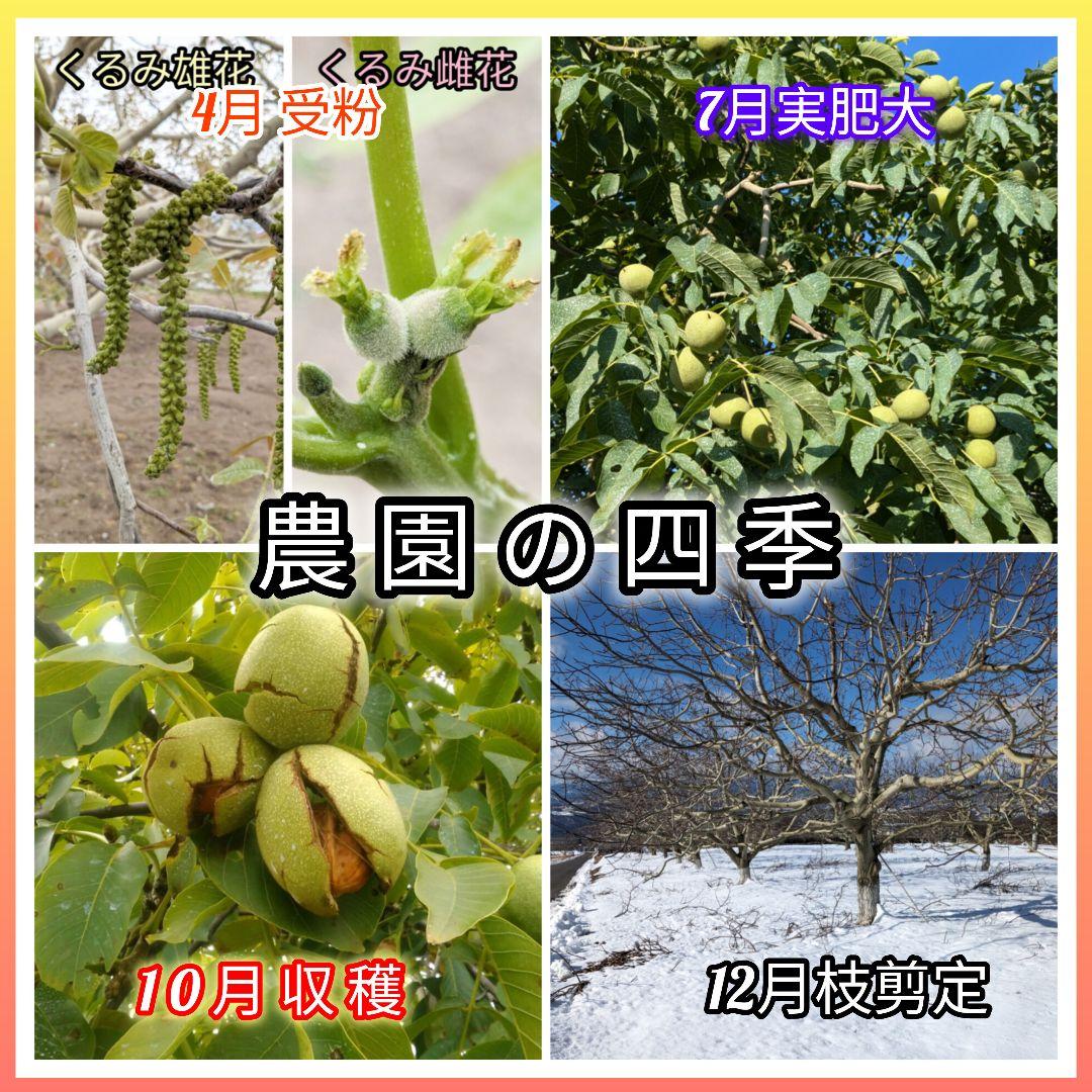 【ジャンドゥーヤ商品】 25年産 新物 国産 殻付き信濃くるみ 長野県産