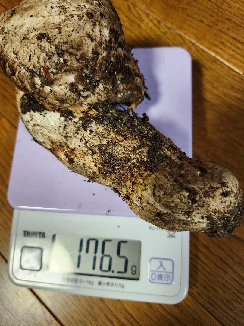 長野県　松茸　栂池松茸　信州