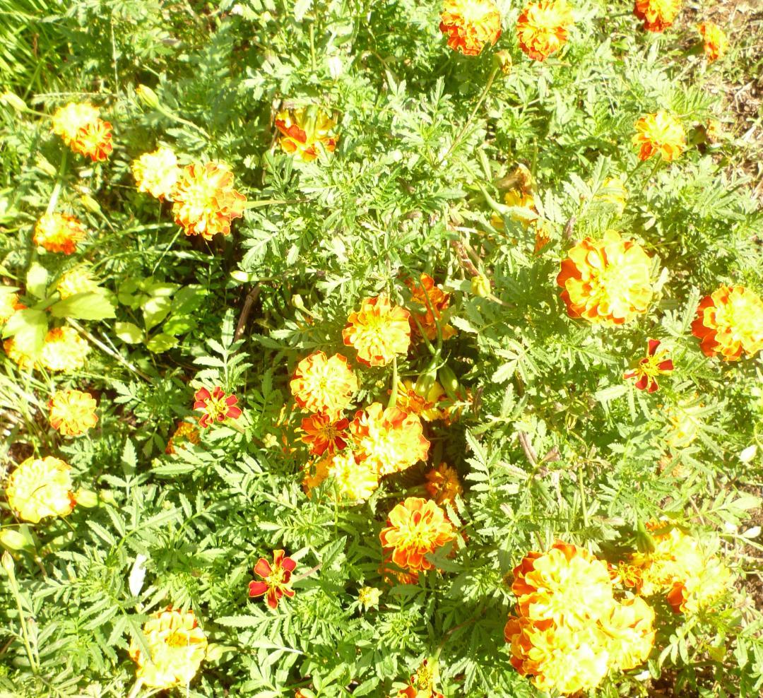 安心の日本みつばち 芳醇 糖度81％ 優良品 非加熱 秋はちみつ1,100ｇ