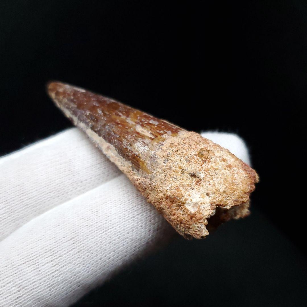 美品 スピノサウルス 本物 モロッコ産 55mm sp443