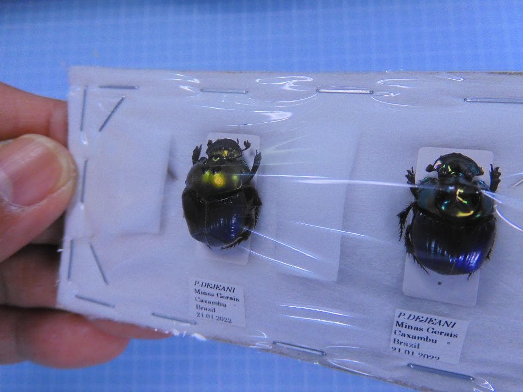 ブラジル産　デジアーニニジダイコクコガネ　ペア　17-18mm