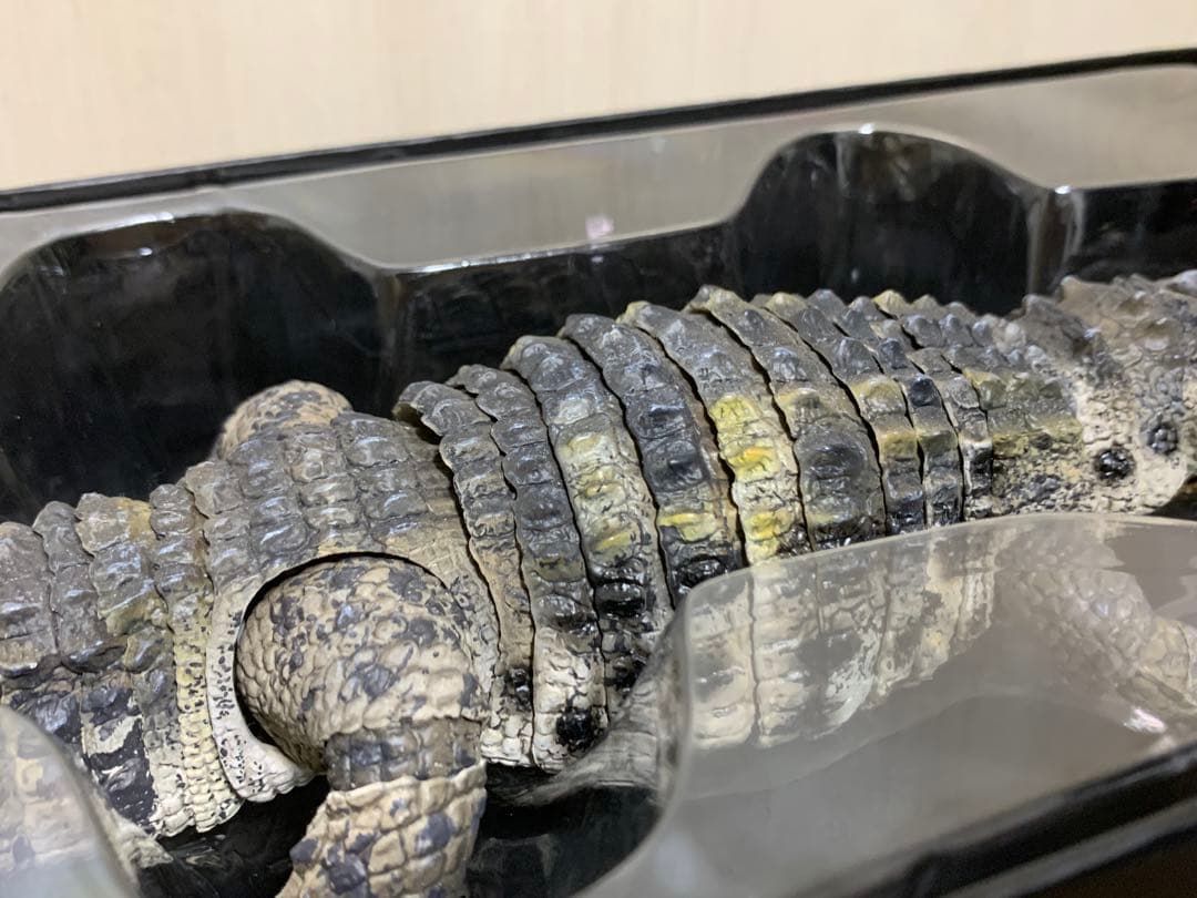 ガシャポンオンライン　いきもの大図鑑　アルティメット　ナイルワニ