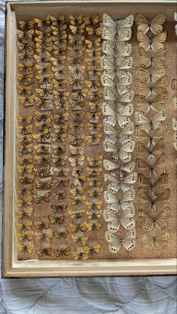 ジャノメ・セセリチョウ　セット