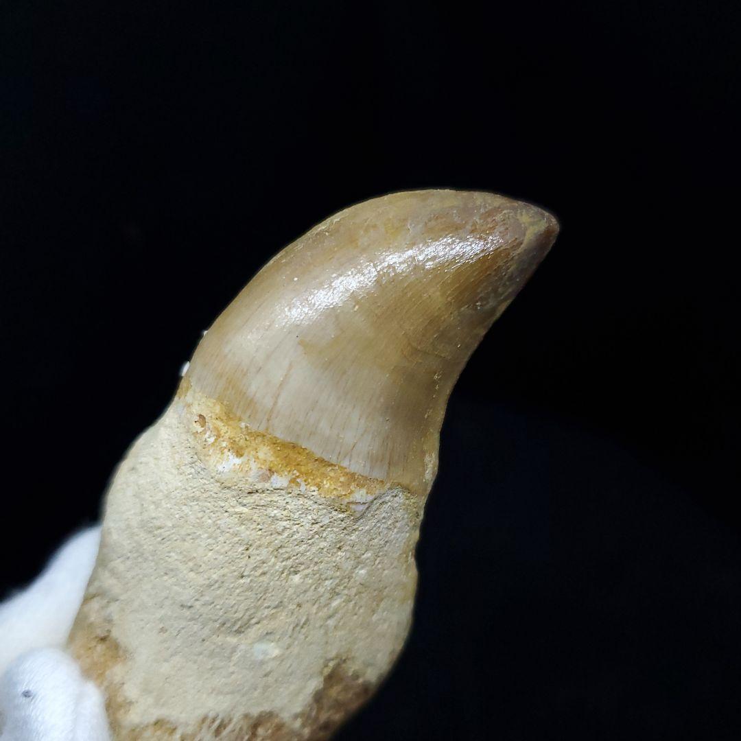 極上 歯根付き モササウルス 化石 歯 本物 70.72mm mos63