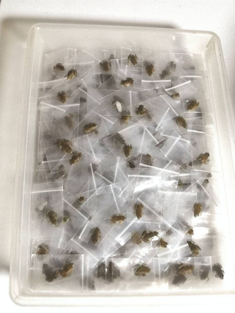 480匹【冷凍】SS 餌用カエル ヌマガエル 蛇の餌 アフリカツメガエルの代用