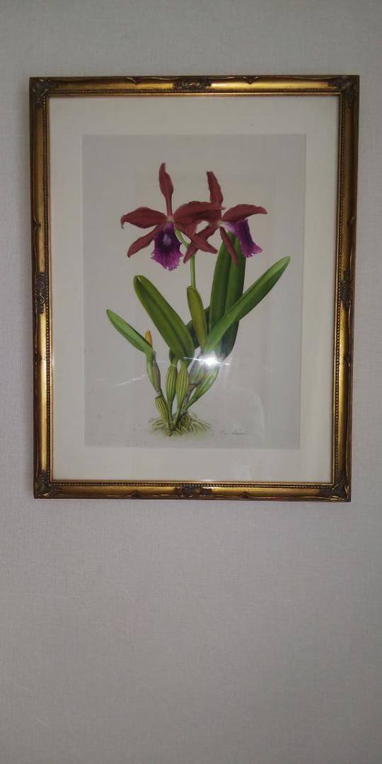 澤田佳歩ボタニカルアート原画