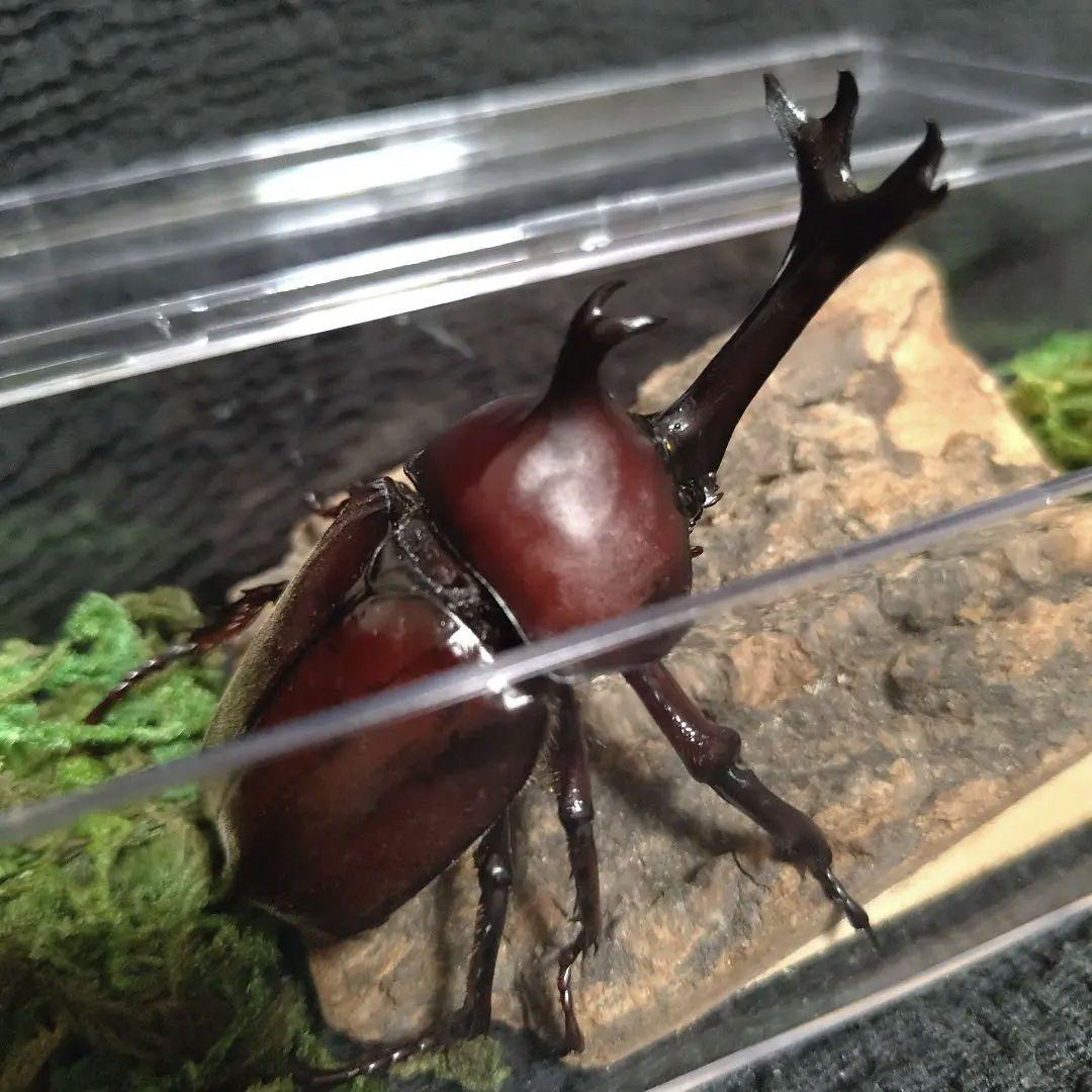 角極太野生標本超特大レッドカブトムシ82mm頭角19.3mm胸角5.7mmぐらい