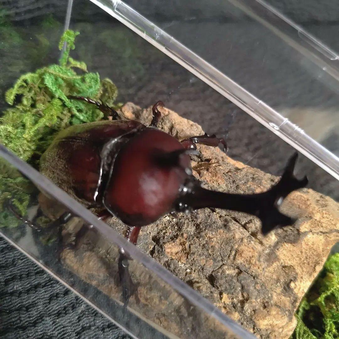 角極太野生標本超特大レッドカブトムシ82mm頭角19.3mm胸角5.7mmぐらい