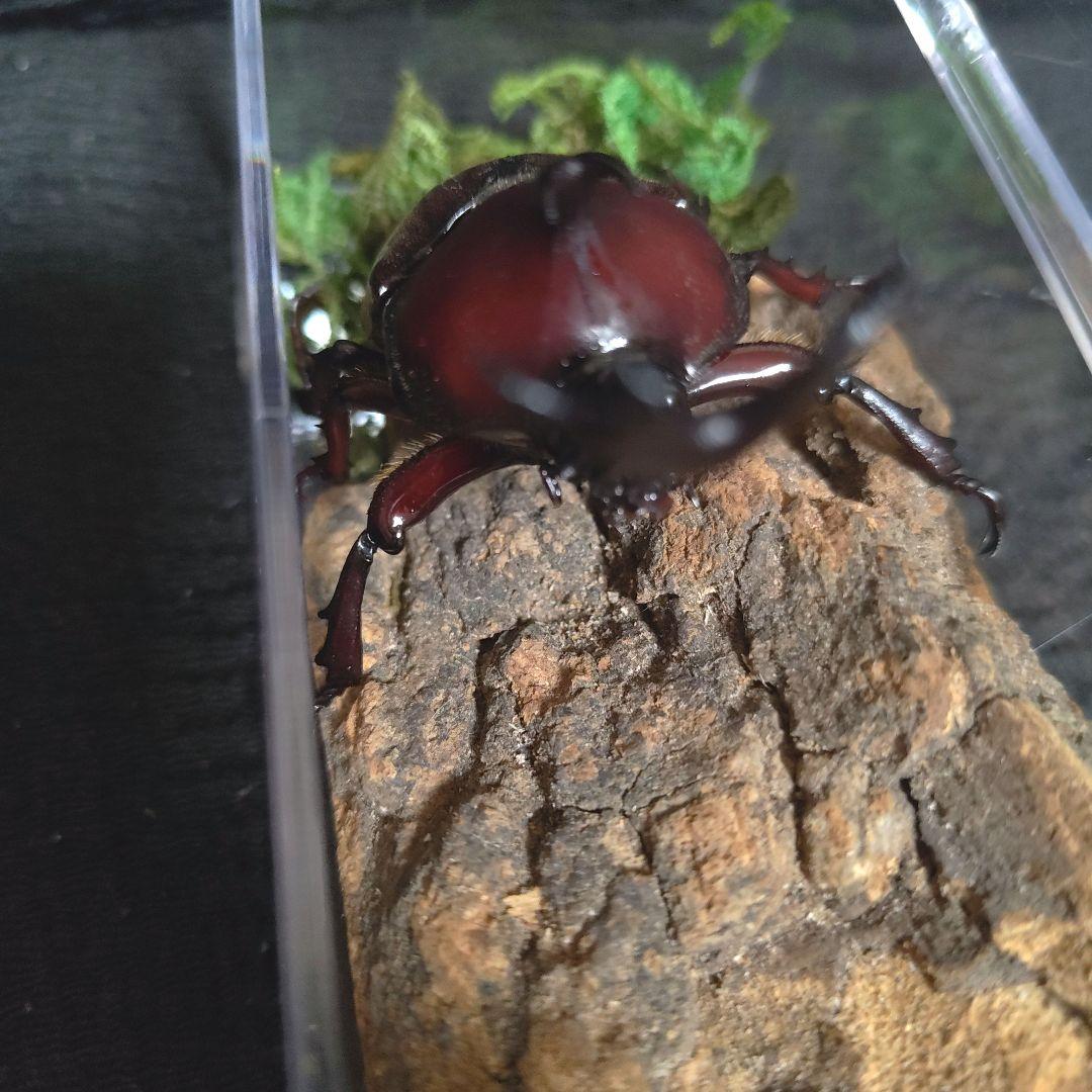 角極太野生標本超特大レッドカブトムシ82mm頭角19.3mm胸角5.7mmぐらい