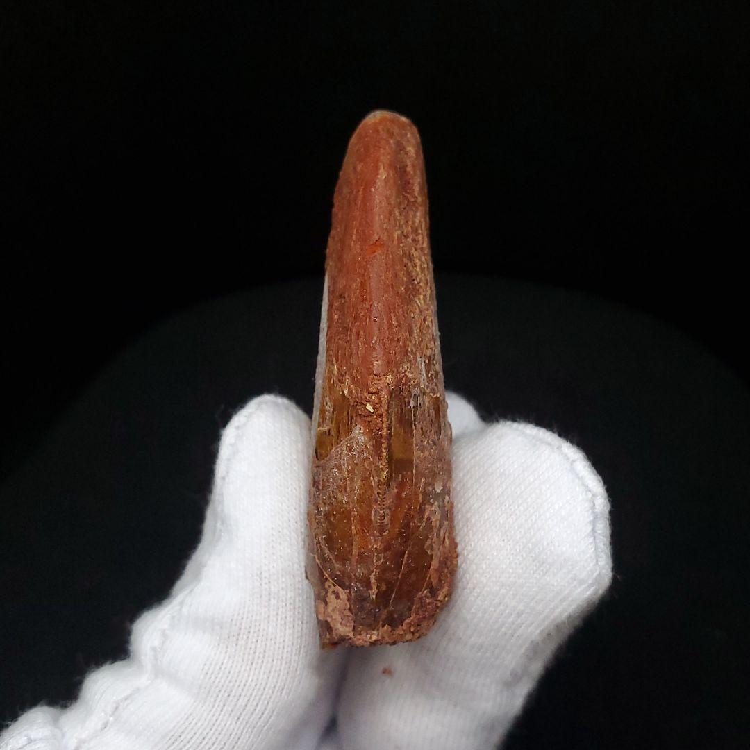 カルカロドントサウルス 歯 化石 本物 モロッコ産 50.07mm fca14