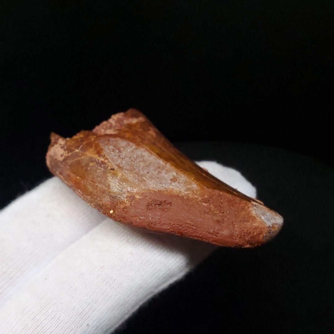 カルカロドントサウルス 歯 化石 本物 モロッコ産 50.07mm fca14