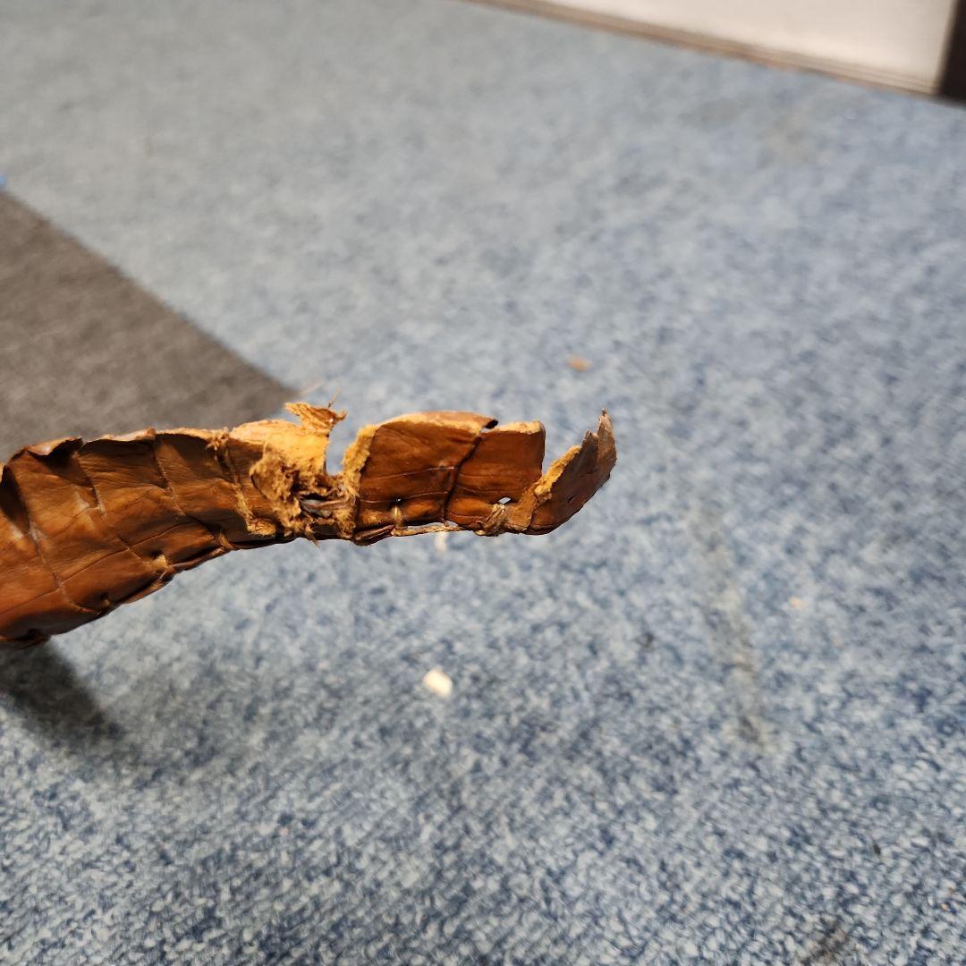 ワニ 剥製？ ブラウン 約1m