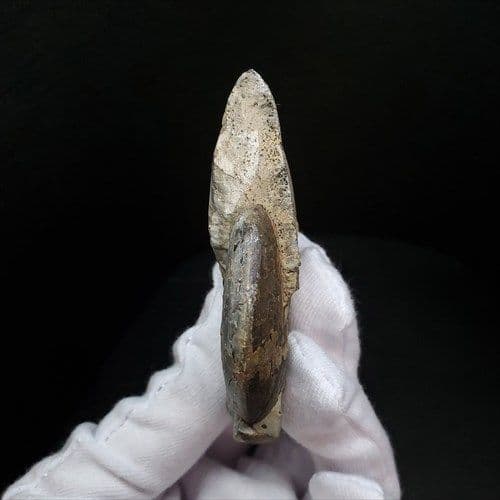 アンモナイト 三畳紀 化石 本物 ノルウェー産 68.18mm  fan5