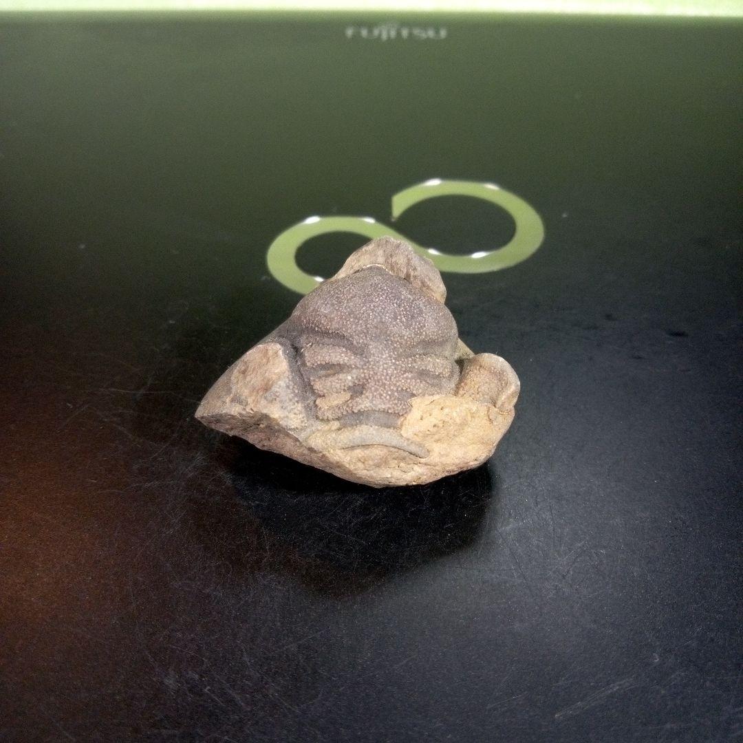 三葉虫　化石　fossil　ボリビア産　trilobite　ボリビア三葉虫郡⑨