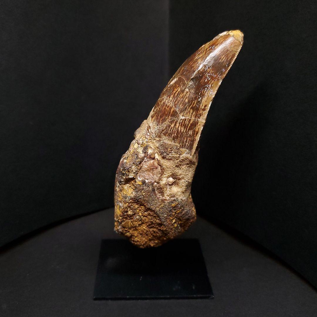 貴重 アフロベナトル 歯 化石 本物 ニジェール産 96.66mm fr93