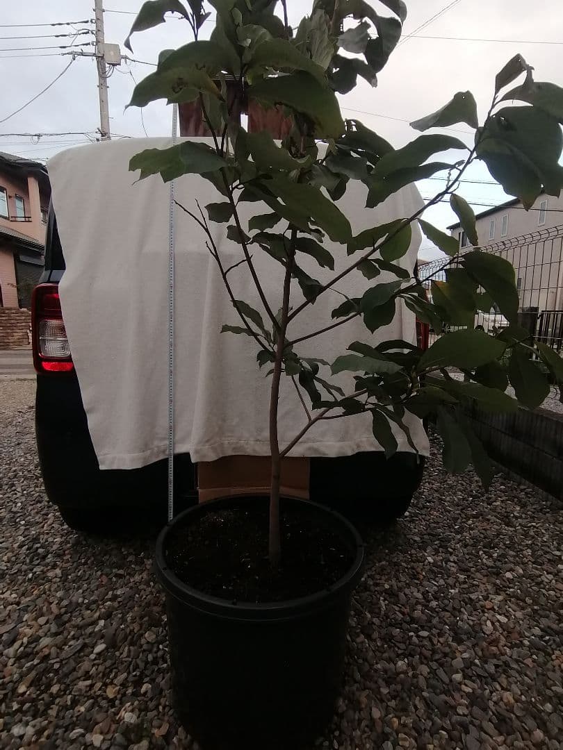 P特大04 ポポー大苗木1本 ポポー ぽぽー 苗 幻の果実