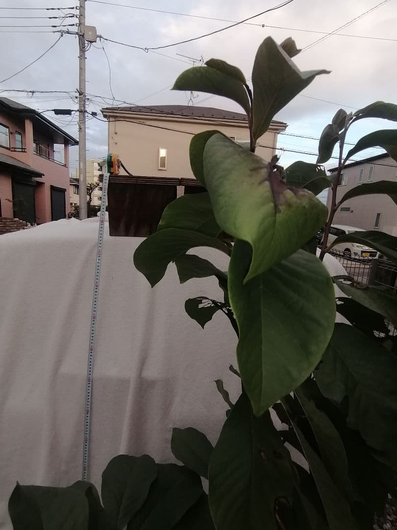 P特大04 ポポー大苗木1本 ポポー ぽぽー 苗 幻の果実