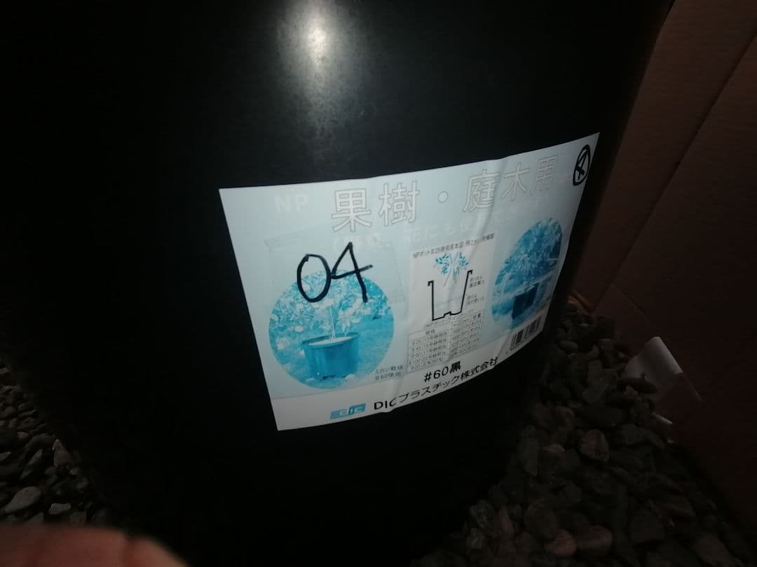 P特大04 ポポー大苗木1本 ポポー ぽぽー 苗 幻の果実