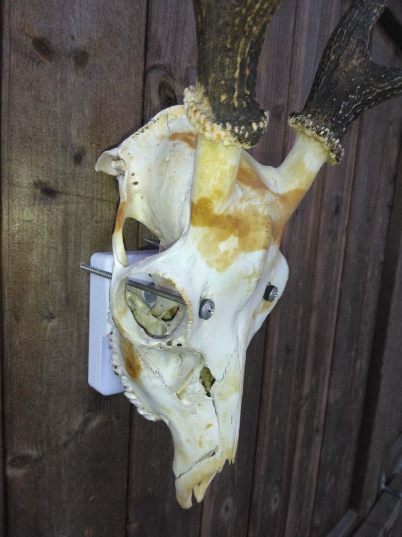 鹿の頭骨 置物 壁掛け　天然キャラメル色　マーブル模様