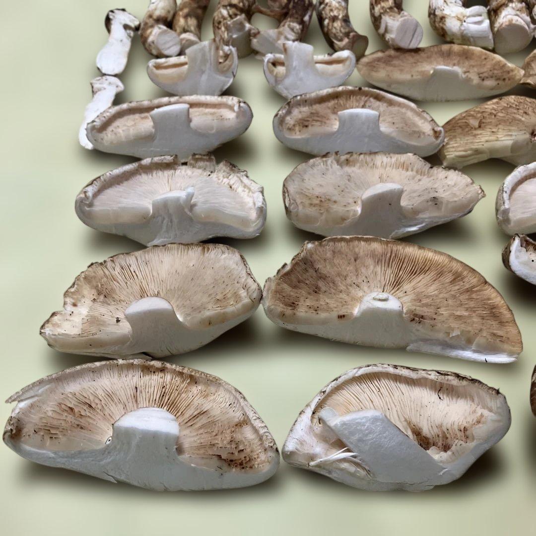 岩手県産松茸　訳あり　892g