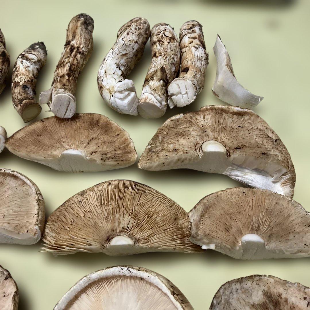 岩手県産松茸　訳あり　892g