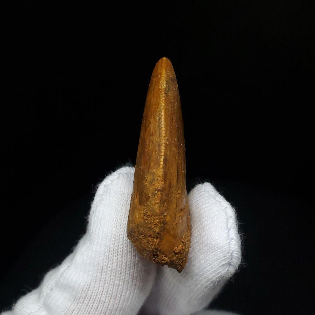 極上 カルカロドントサウルス 歯 化石 本物  35.81mm  fca2