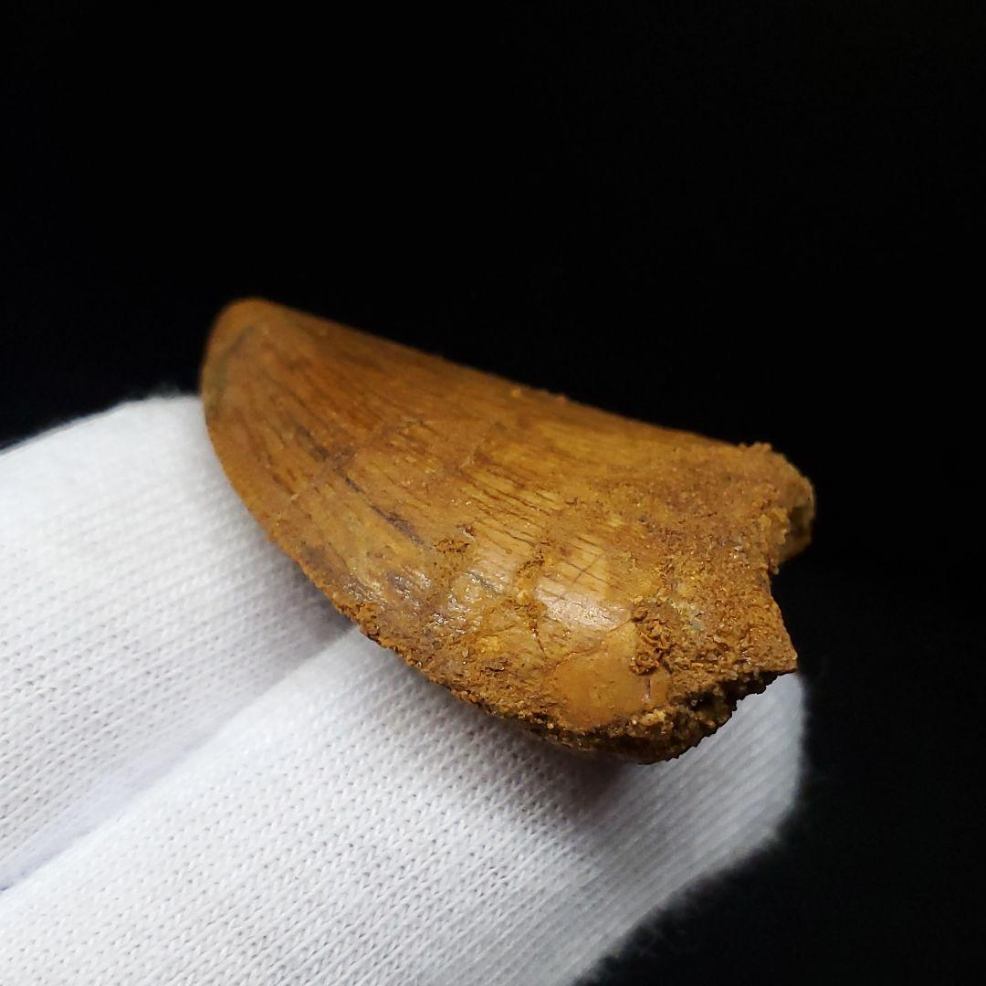 極上 カルカロドントサウルス 歯 化石 本物  35.81mm  fca2