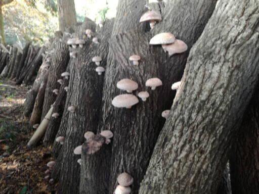 なおぽんさまご予約専用 大分県特産 生どんこ椎茸「秋子」ダブル 2nd