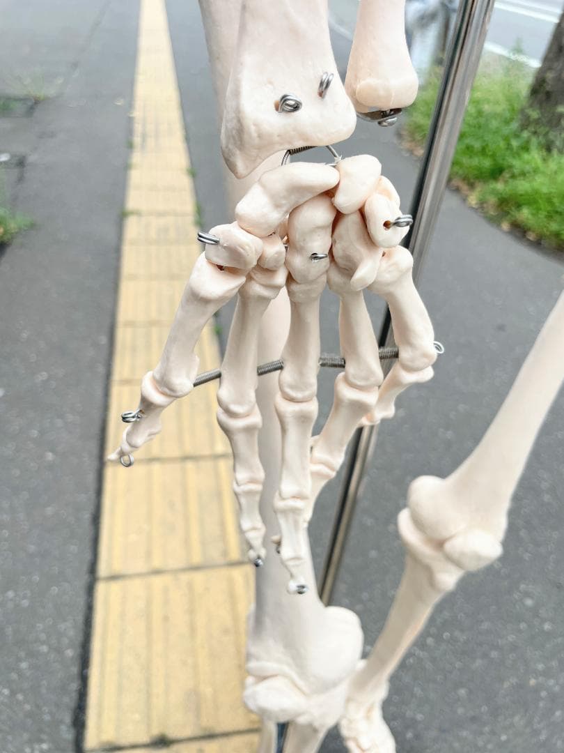 札幌市引取限定。等身大 骨格標本　骸骨模型　180cm　人体模型
