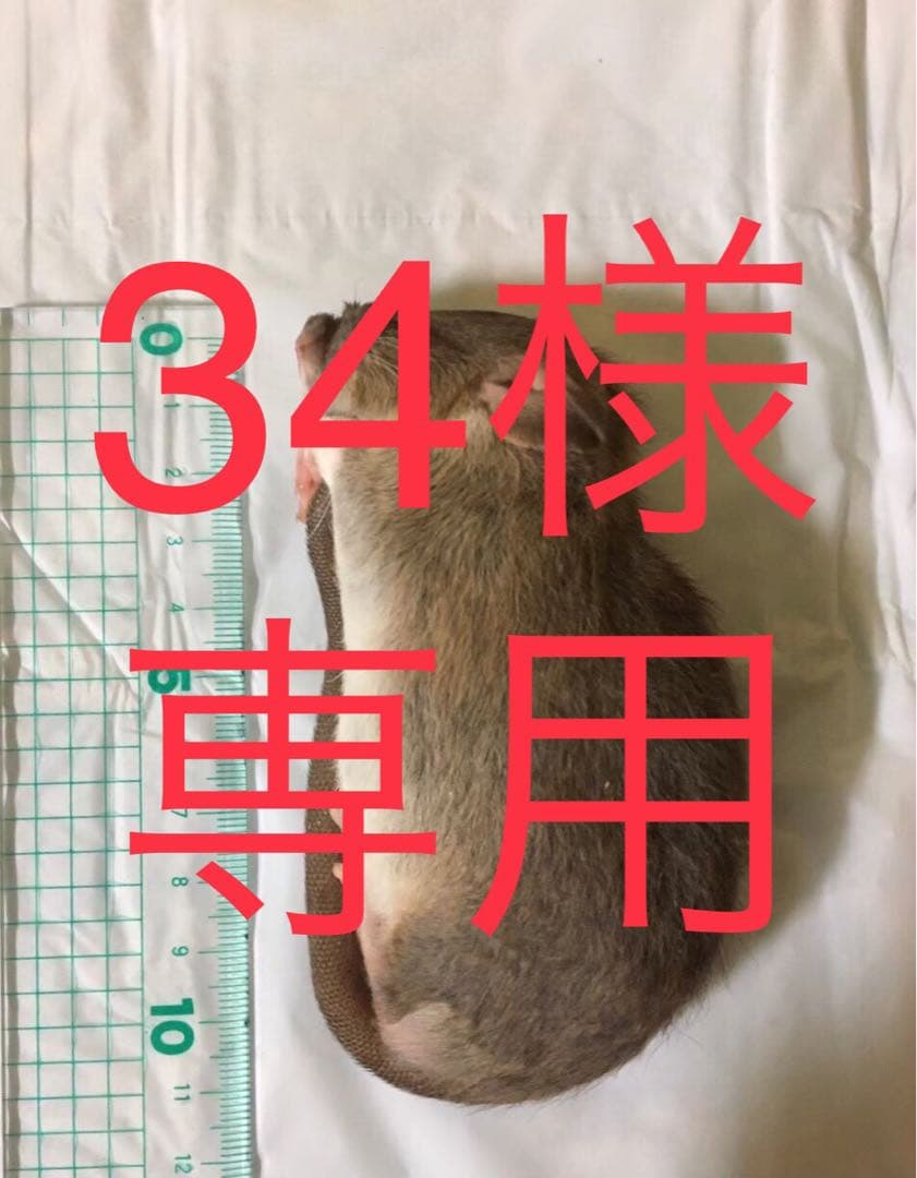 冷凍RF10 SS10 ML10 ADL18 RL20