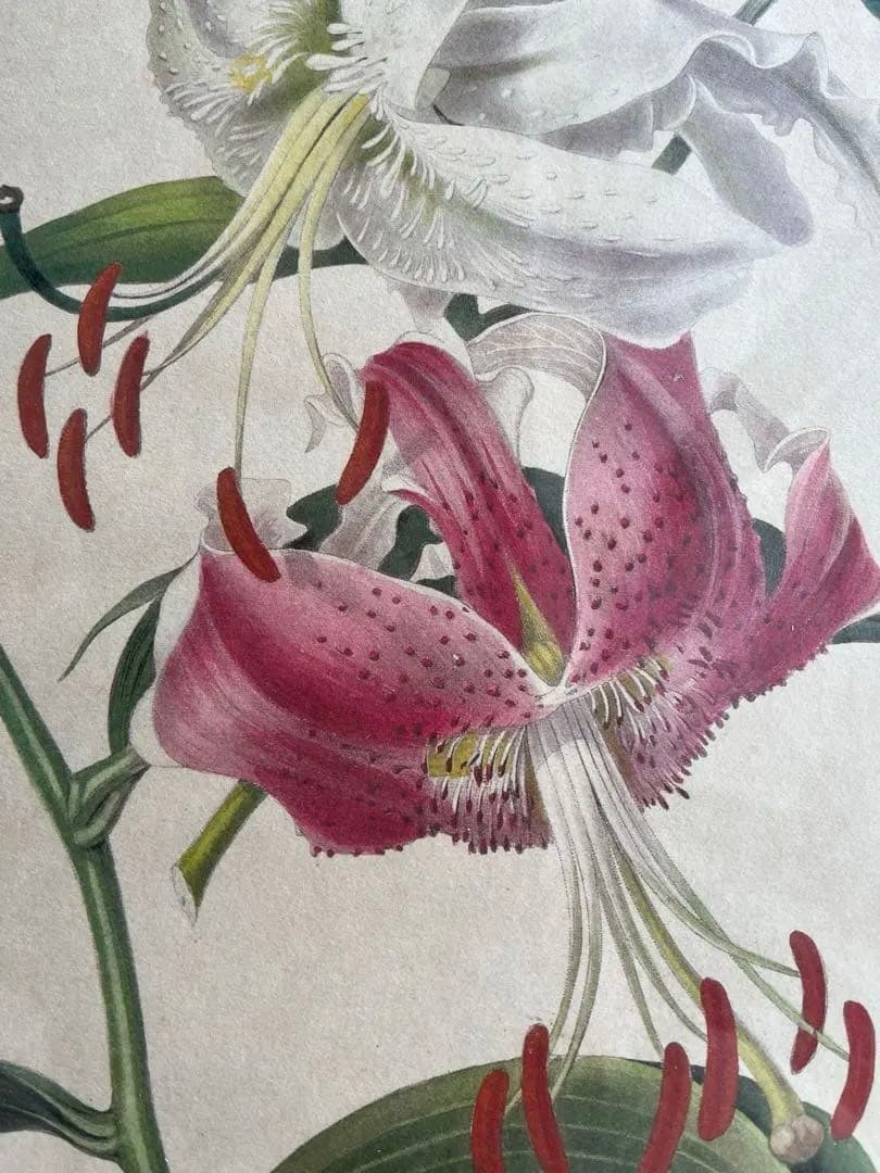 百合の絵画 ゴールド入り木製フレーム　イタリアFIORI製