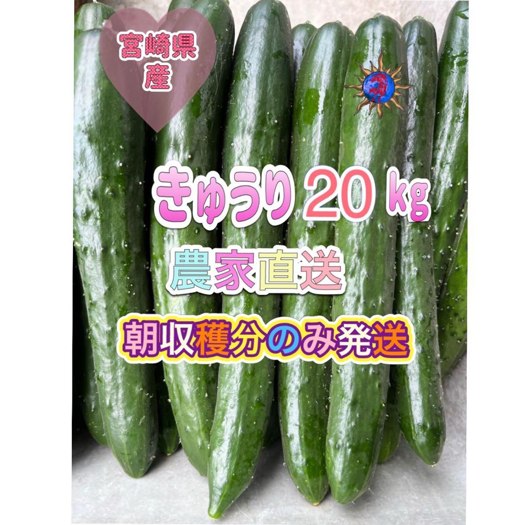 きゅうり 20キロ 20kg 農家直送 新鮮野菜 キュウリ 胡瓜 宮崎県産