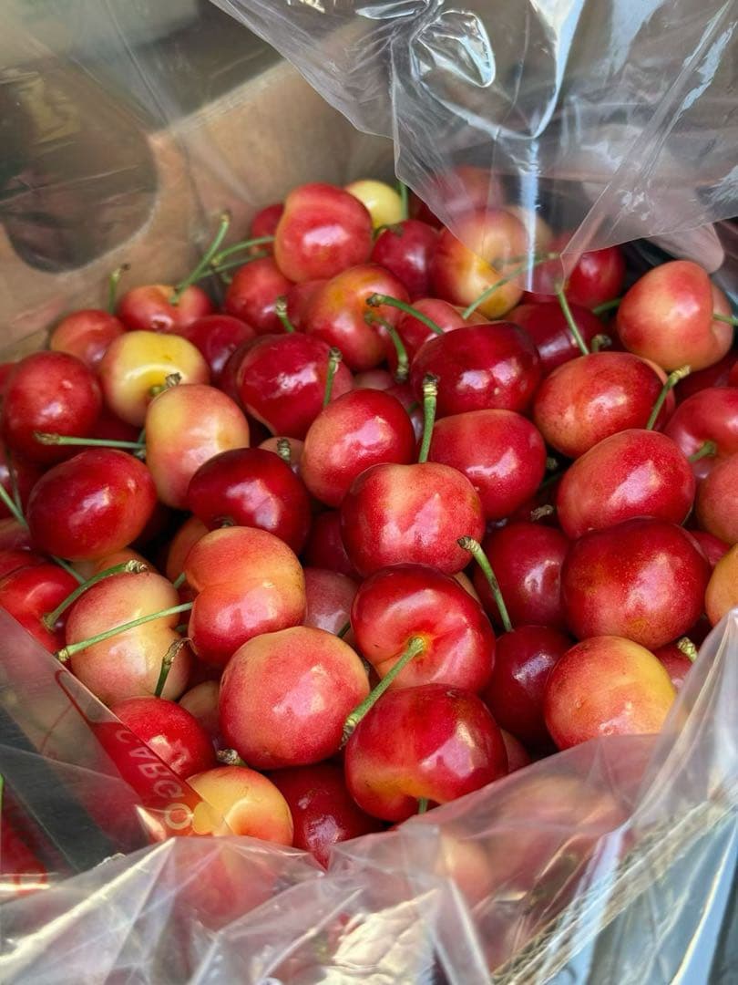 レイニアチェリー2.2kg爆大号高級贈答