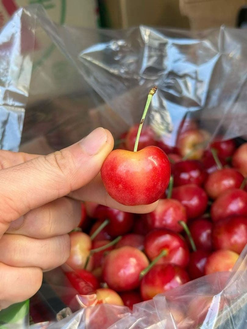 レイニアチェリー2.2kg爆大号高級贈答