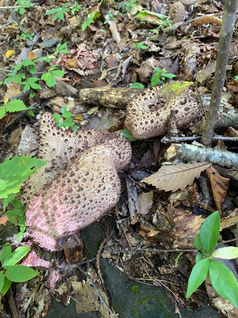 香茸2キロ　長野県産天然キノコ