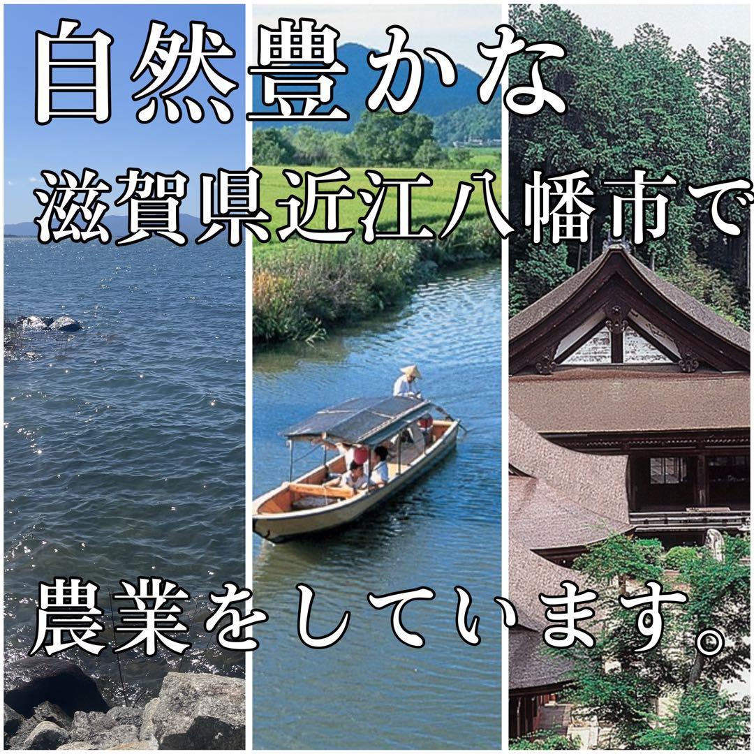 【令和7年度新米】近江米 ミルキークイーン 5kg +コシヒカリ5kg