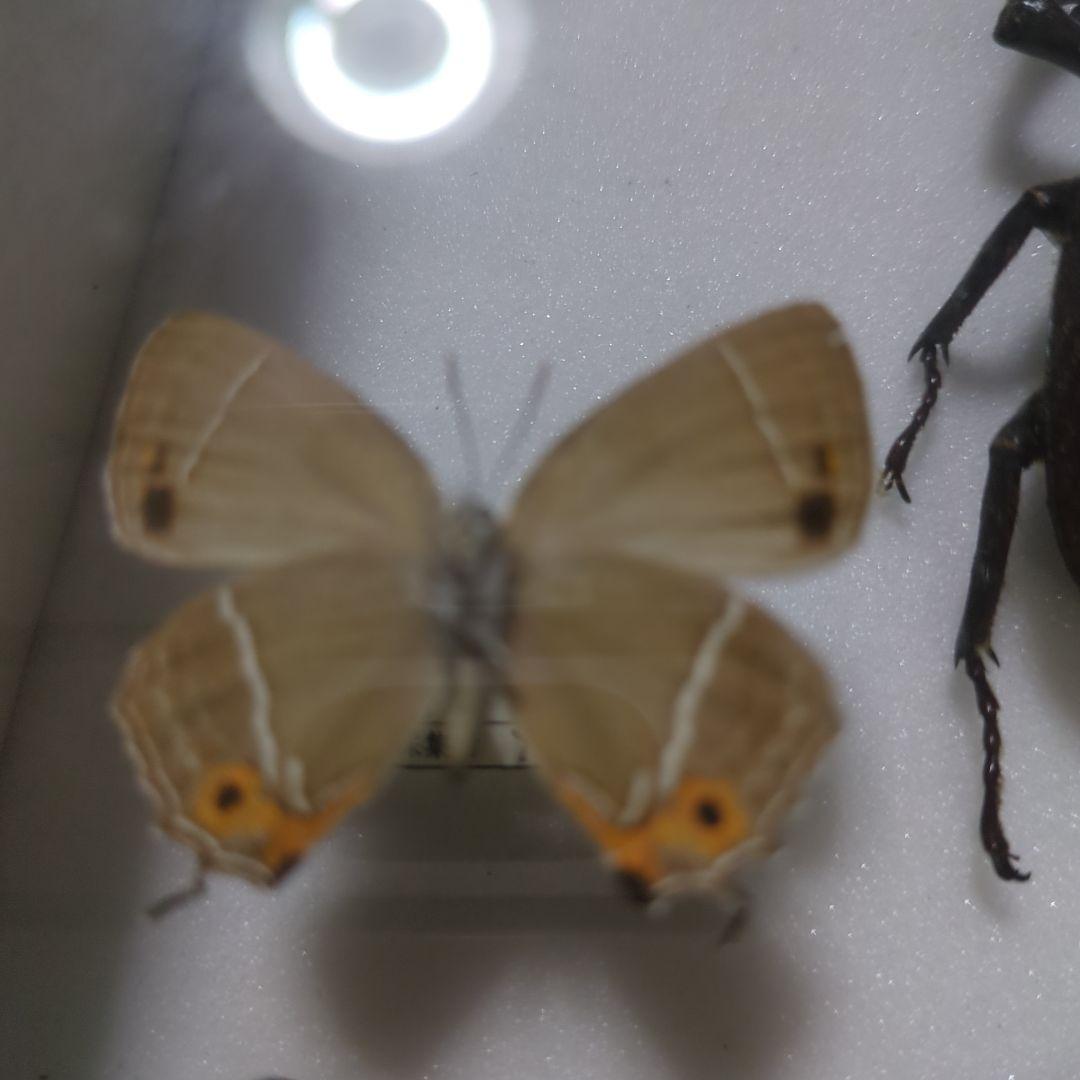 お値下げ！昆虫標本