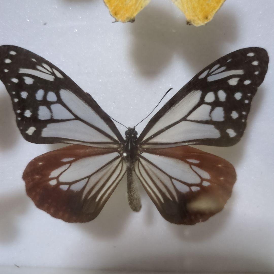 お値下げ！昆虫標本