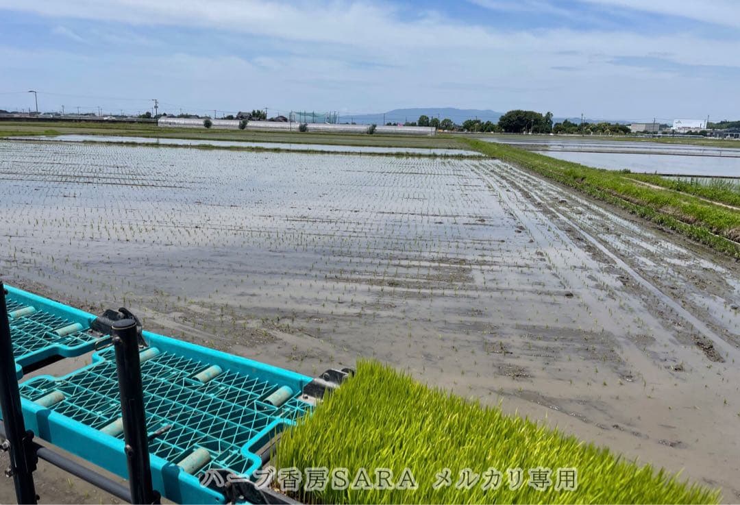 2025年産！九州・福岡県朝倉市産ヒノヒカリ玄米20キロ(農薬不使用・無肥料米)