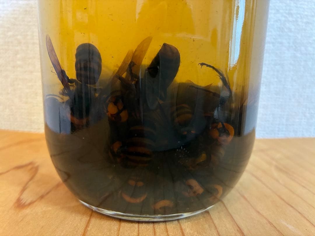 35年熟成　蜂酒 オオスズメバチ酒