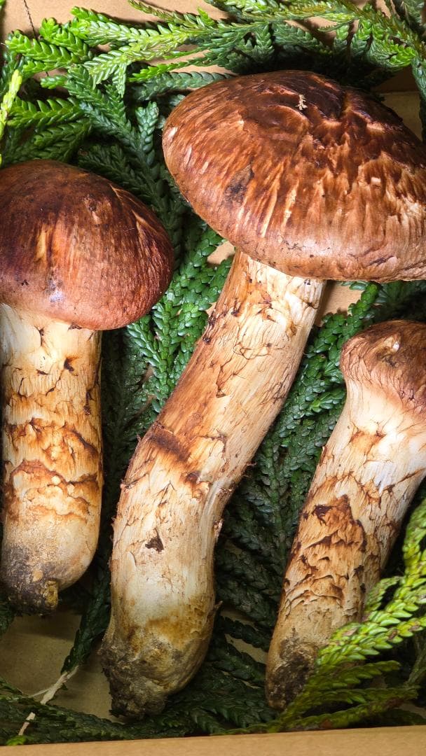 松茸　317g　10月13日獲れ　岩手県産