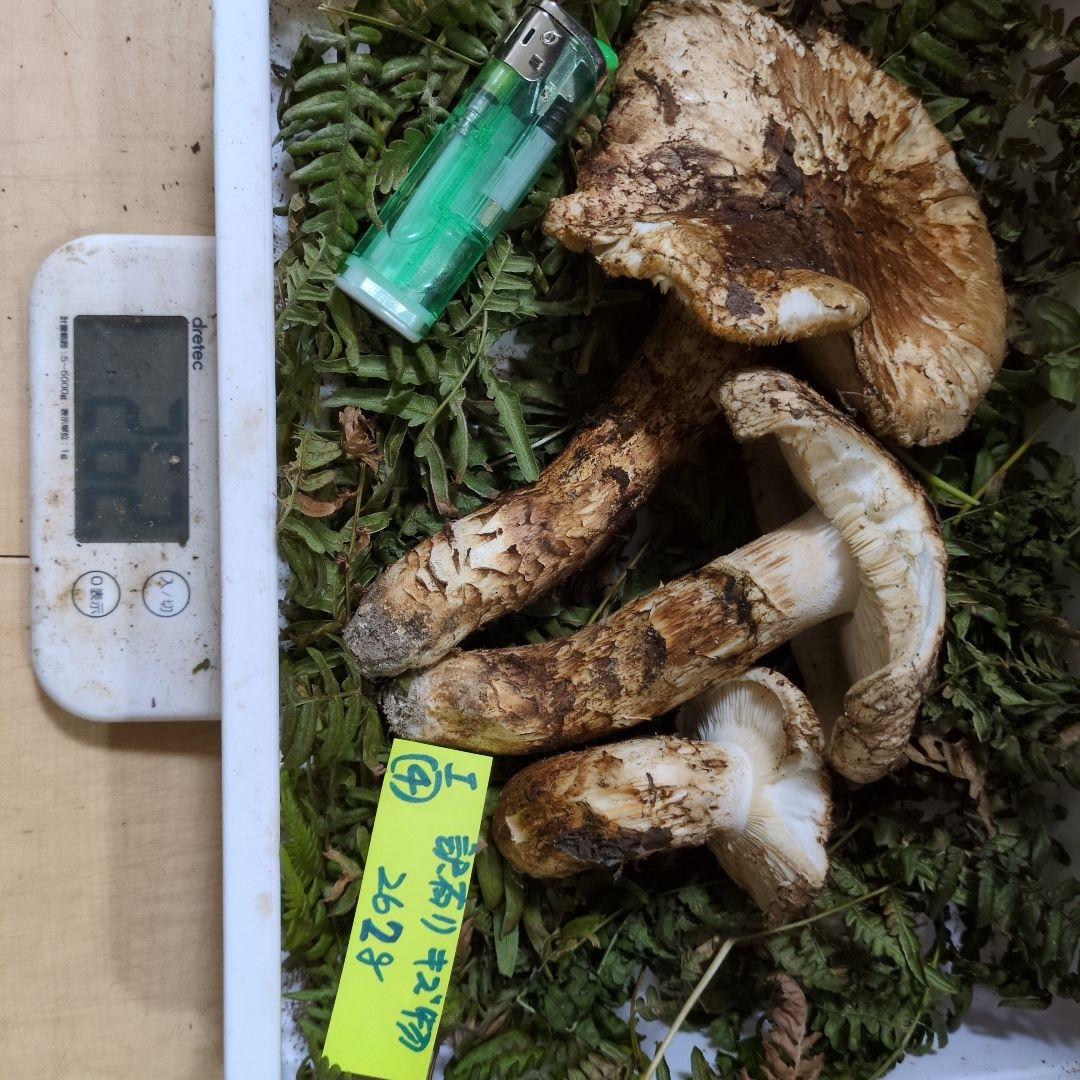 和歌山松茸　新鮮朝市　訳有り傷物　262㌘