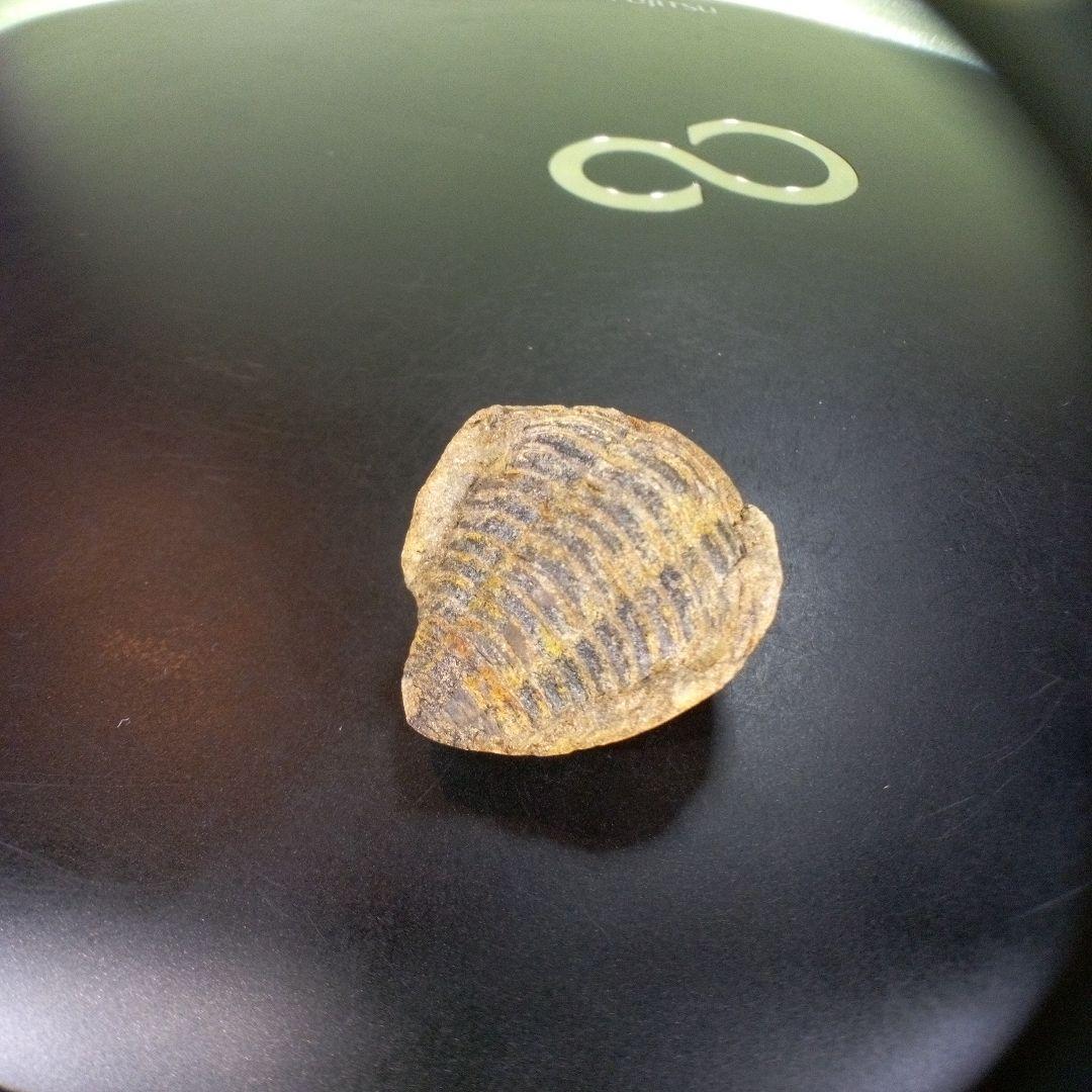 三葉虫　化石　fossil　ボリビア産　trilobite　南アメリカ化石郡④