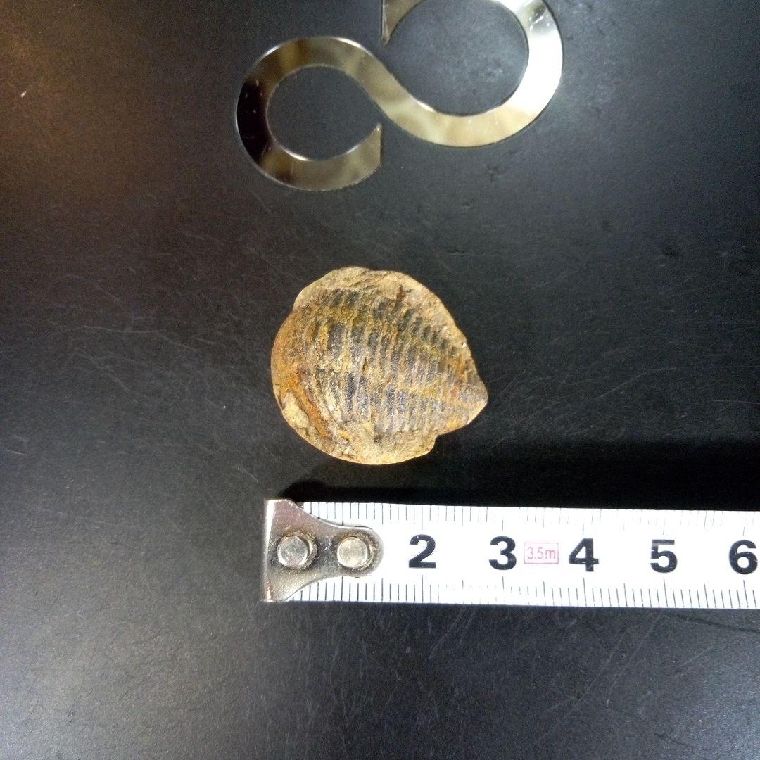 三葉虫　化石　fossil　ボリビア産　trilobite　南アメリカ化石郡④