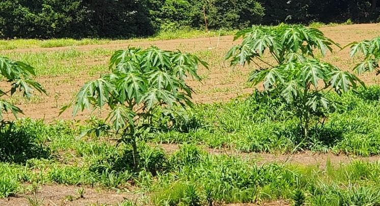 700g×２専用出品　(国産・高品質)乾燥パパイヤの茎