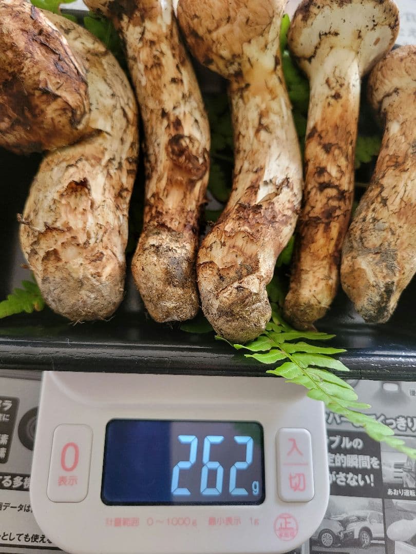 10月17日採り 岩手県岩泉産 松茸 マツタケ 国産 まつたけ