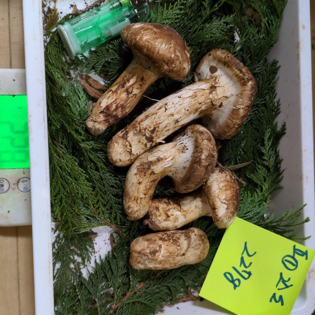 和歌山松茸 新鮮朝市　込み込み　227㌘