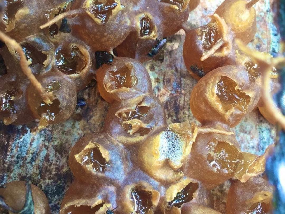 専用 針なしミツバチの蜂蜜150g6本、サリビンクリーム、赤生姜、森の蜂蜜