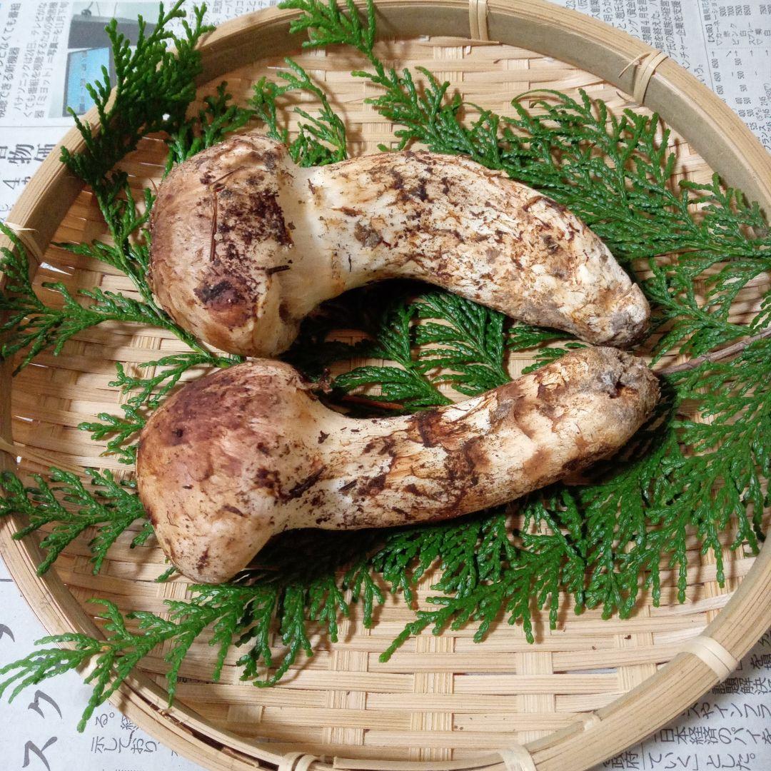 長野県産　松茸　136g　②