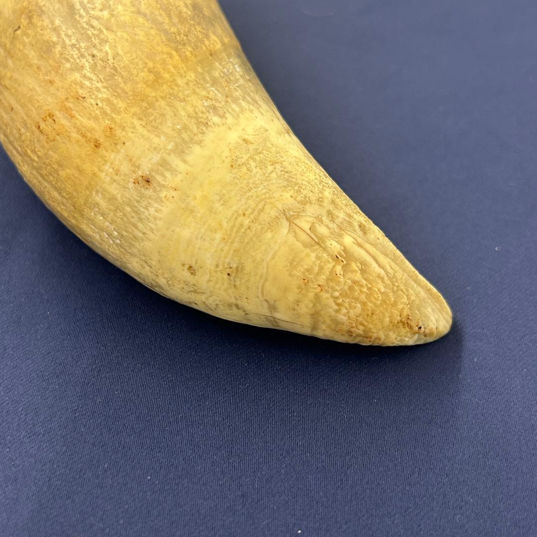 鯨の歯 牙 マッコウクジラ 重量378.1g レア 希少 大きめ 重め キバ